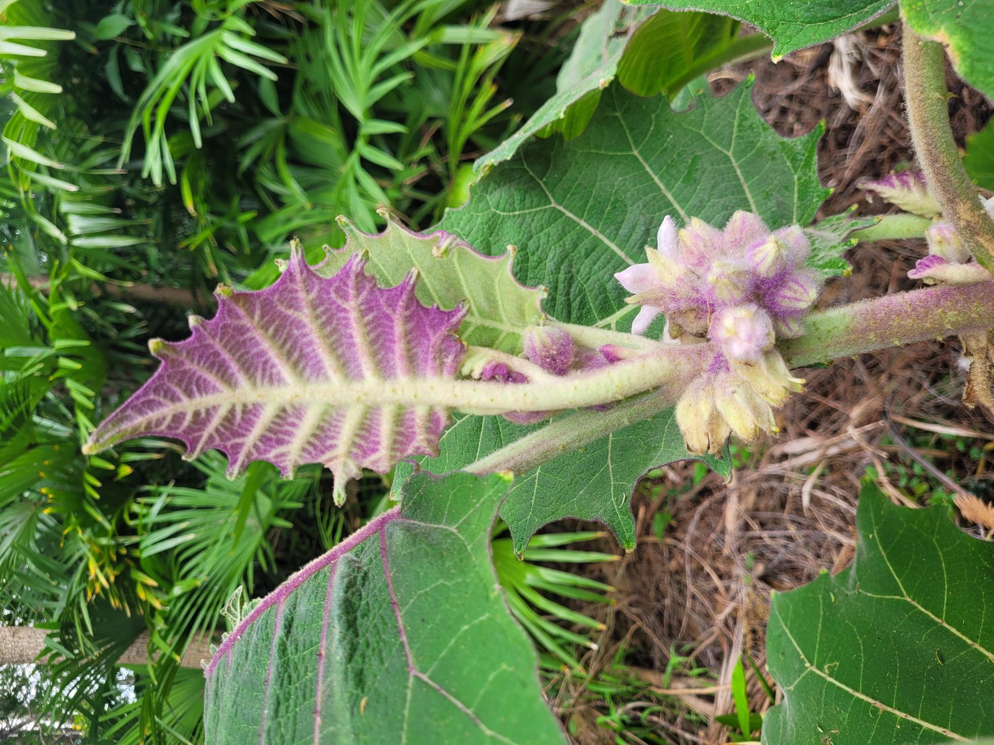Exotic Beauty Seed Collection