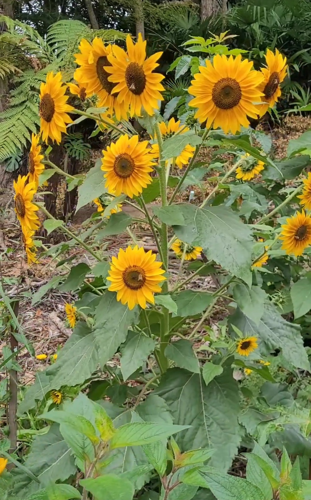 Exotic Beauty Seed Collection