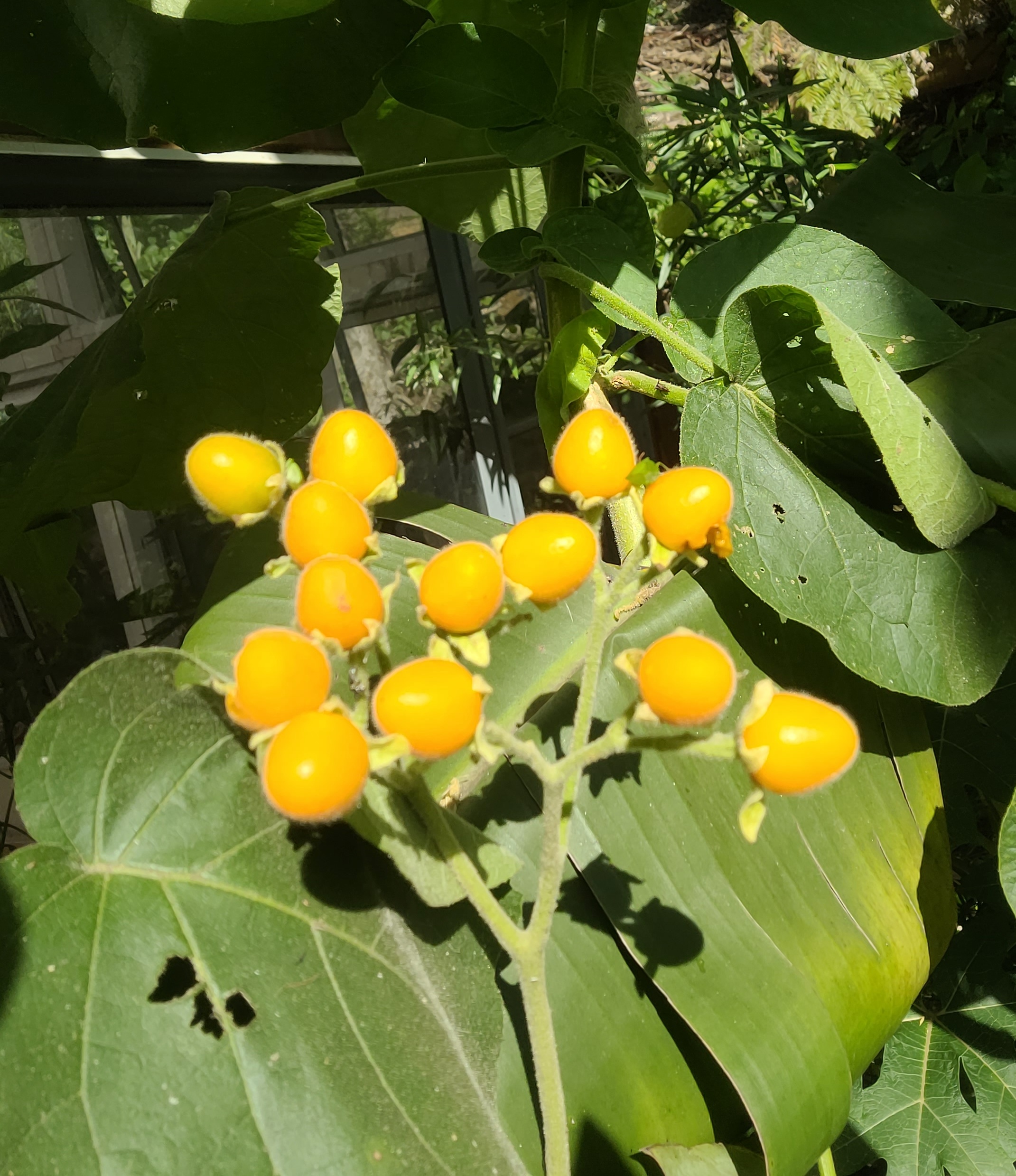 Grow Your Own Exotic Garden – Rare Seeds Curated in One Pack. Free Shipping!