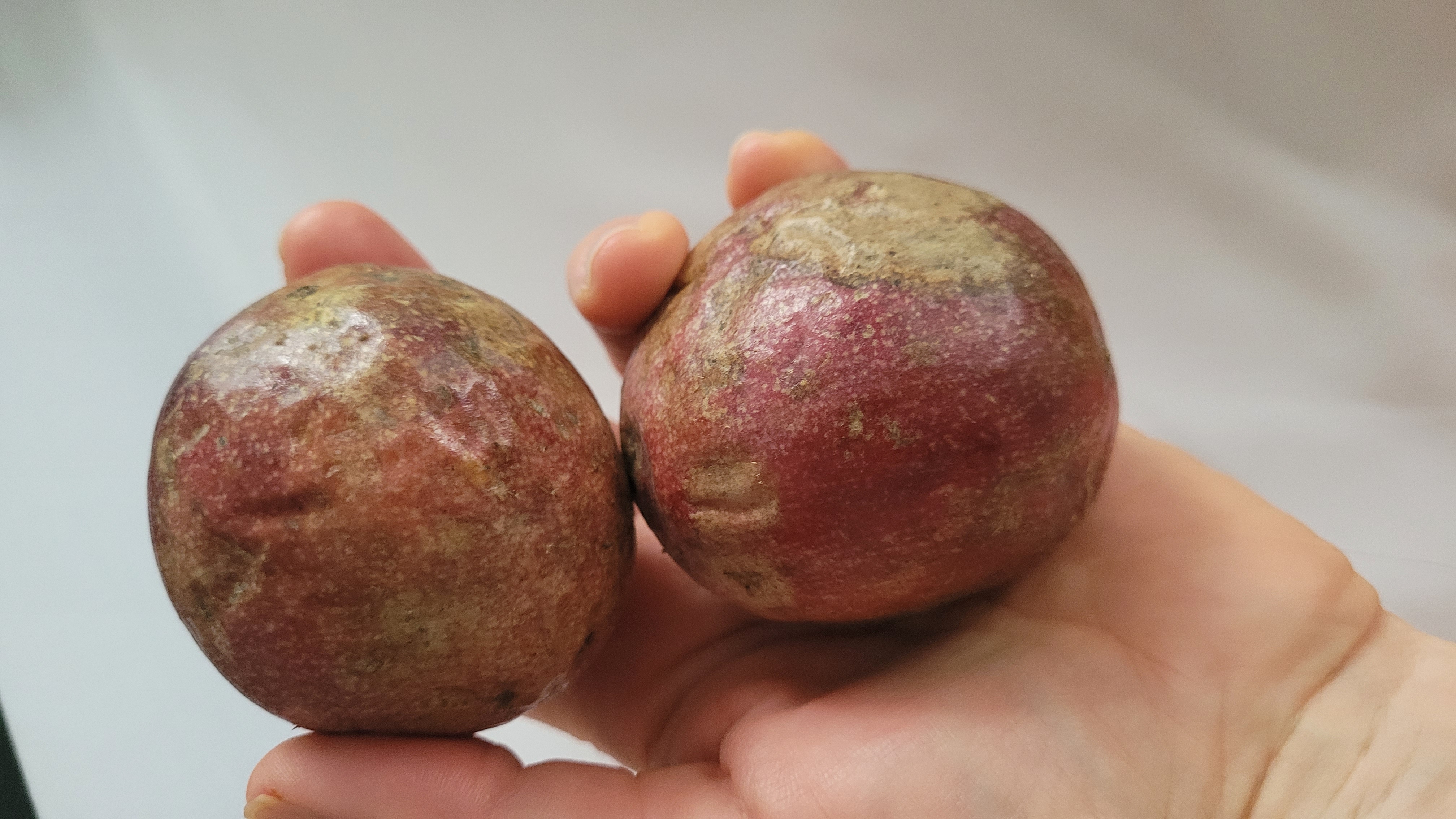 Red Tainung No.1 Passionfruit 10 Seeds