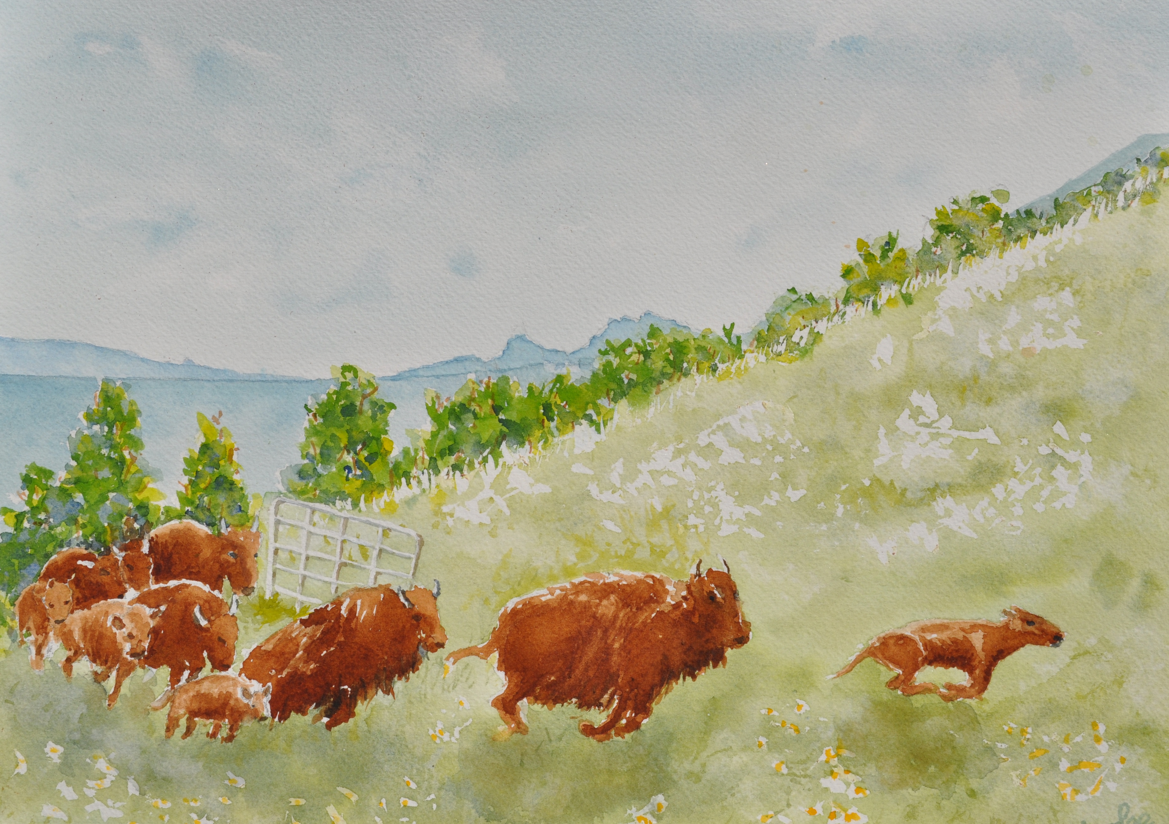 Homecoming Of The Buffalo