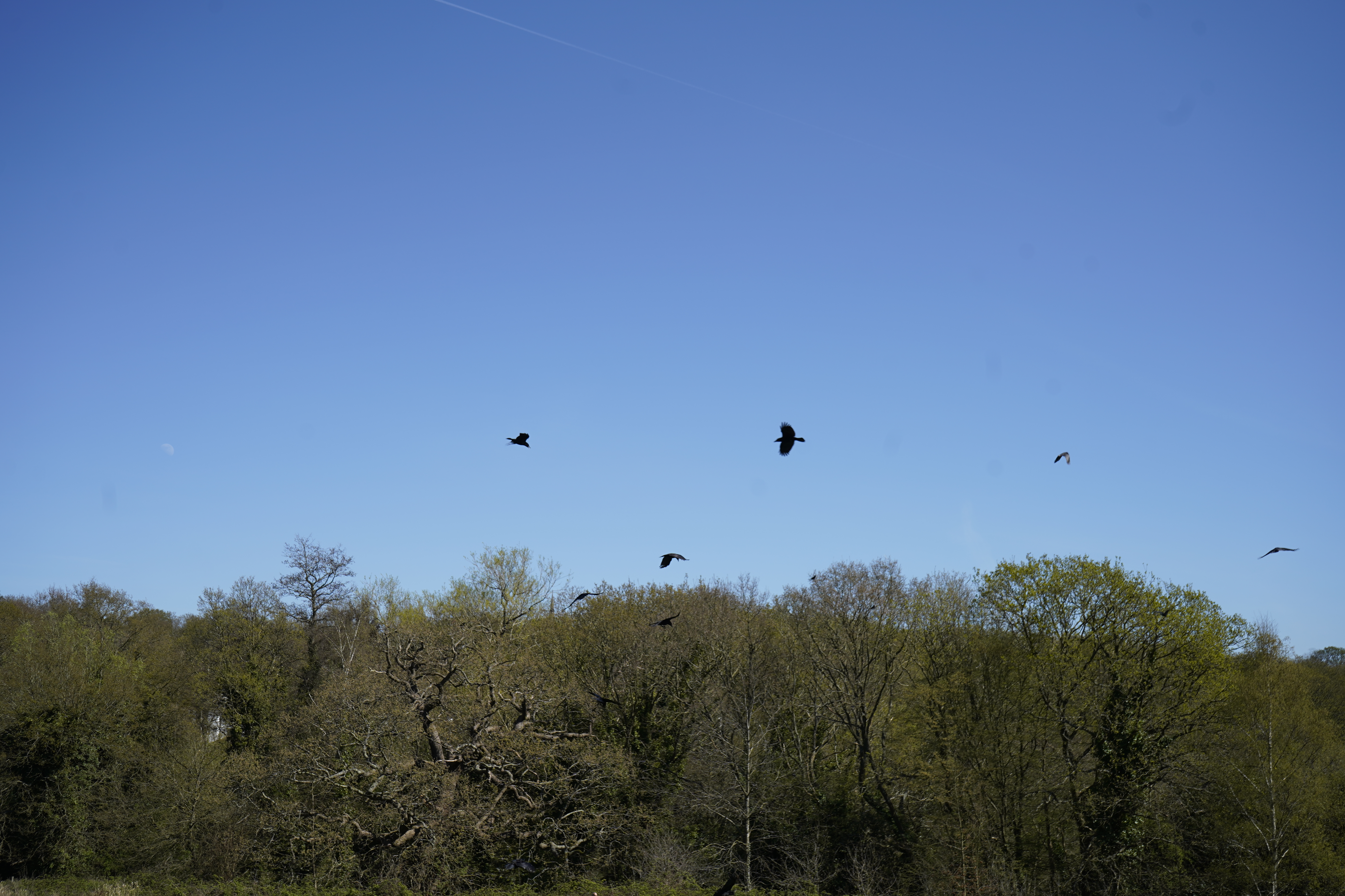 Birdwatching Experience