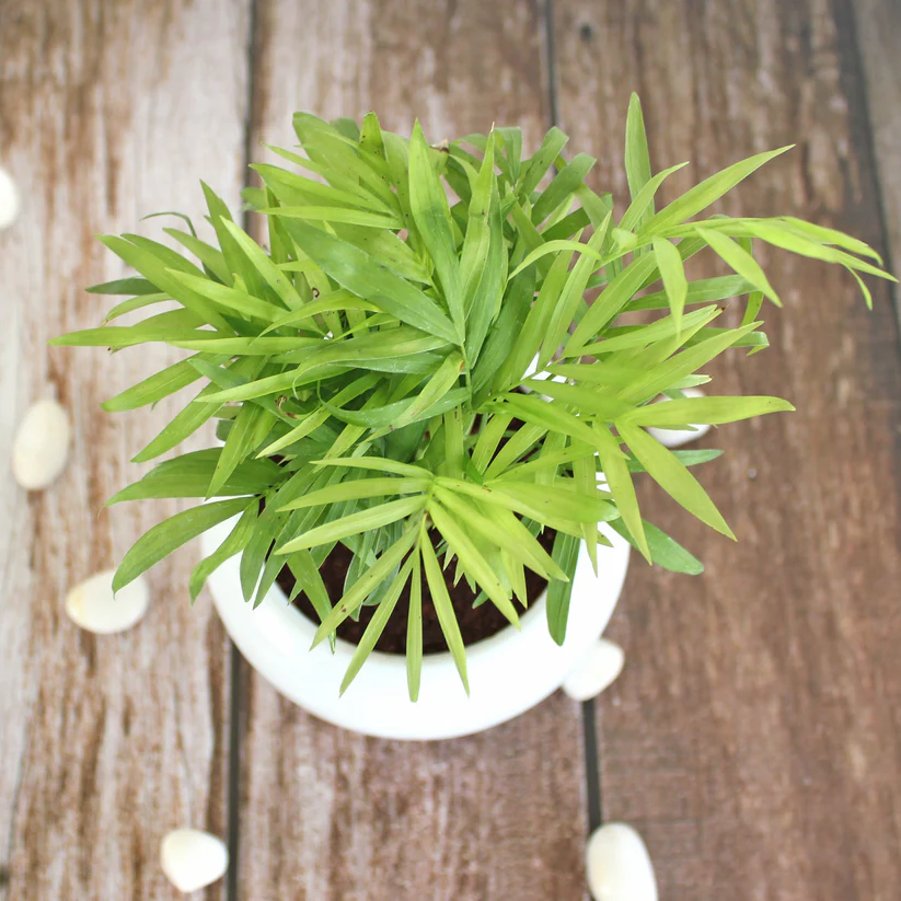 Parlour Palm – Chamaedorea Elegans