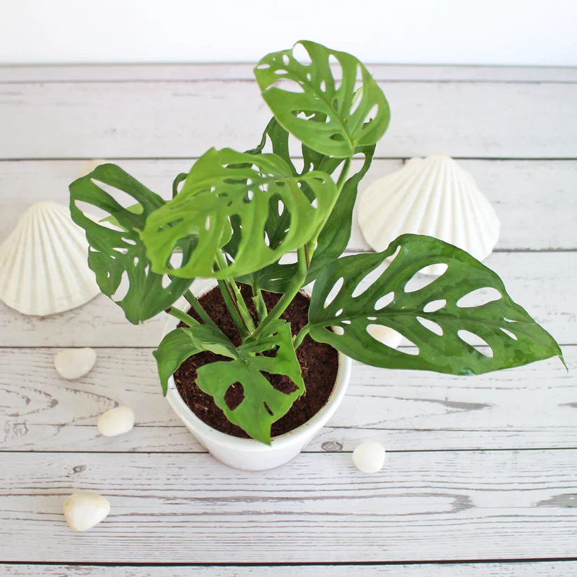 Philodendron Broken Heart