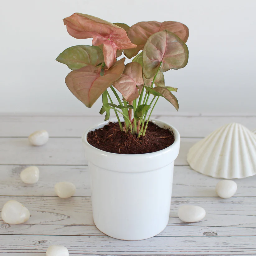 Syngonium Pink