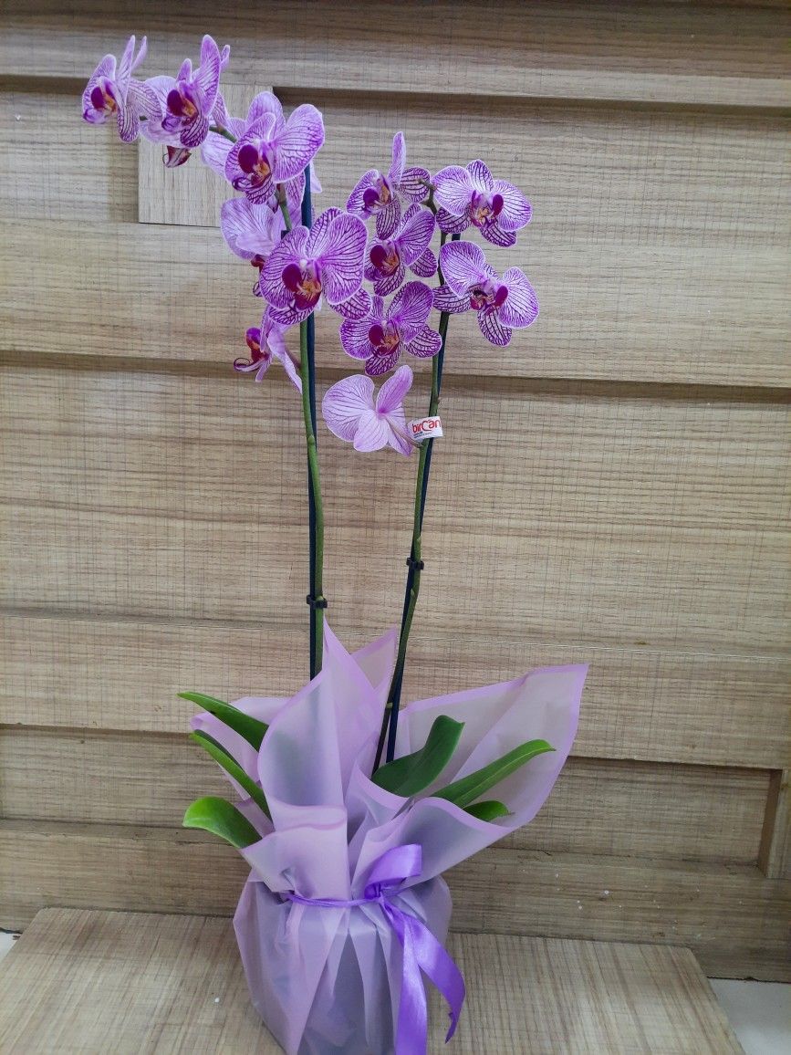 Purple Phalaenopsis Orchid 2 Tree