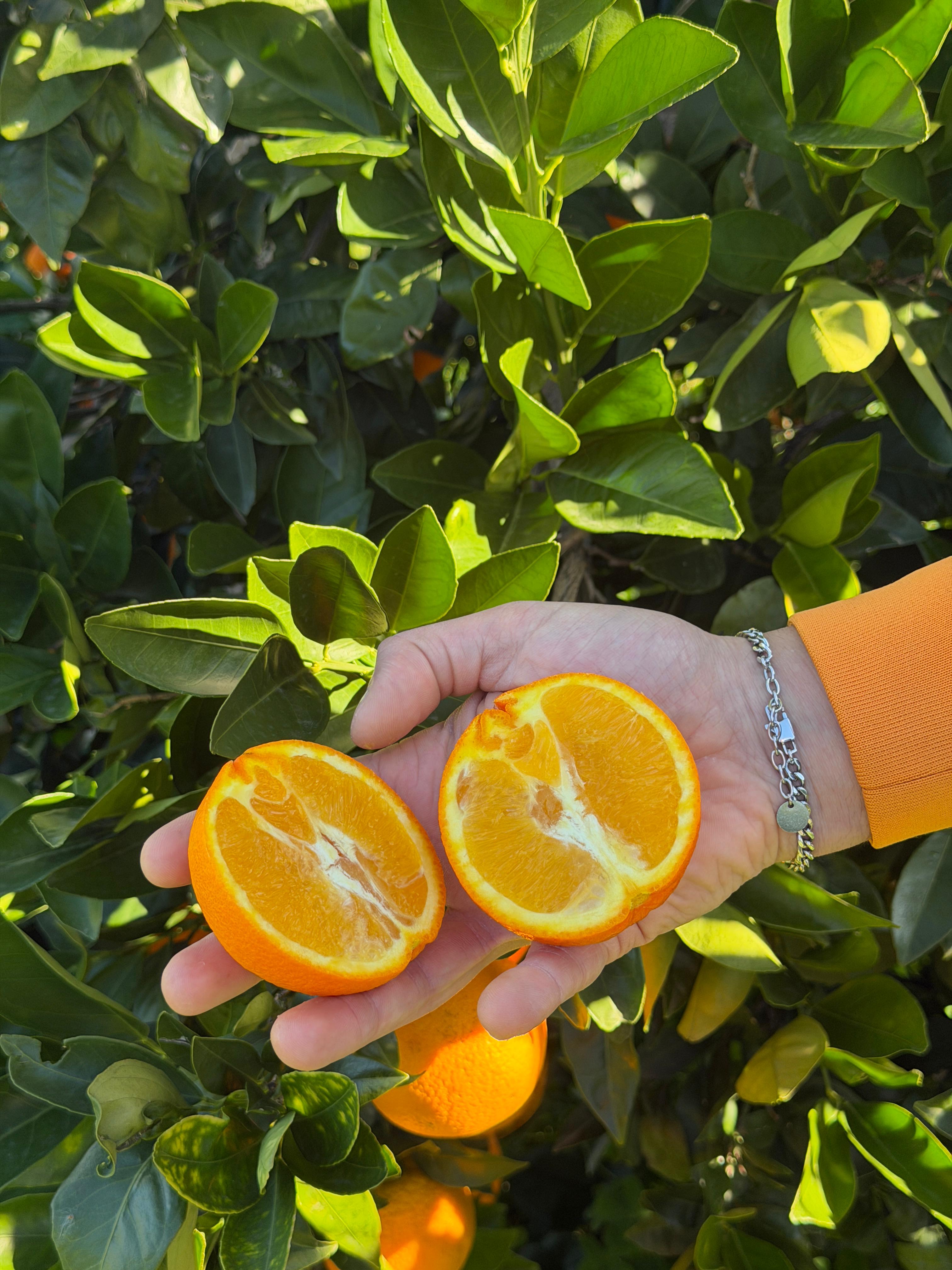 Arancia Novellino IGP