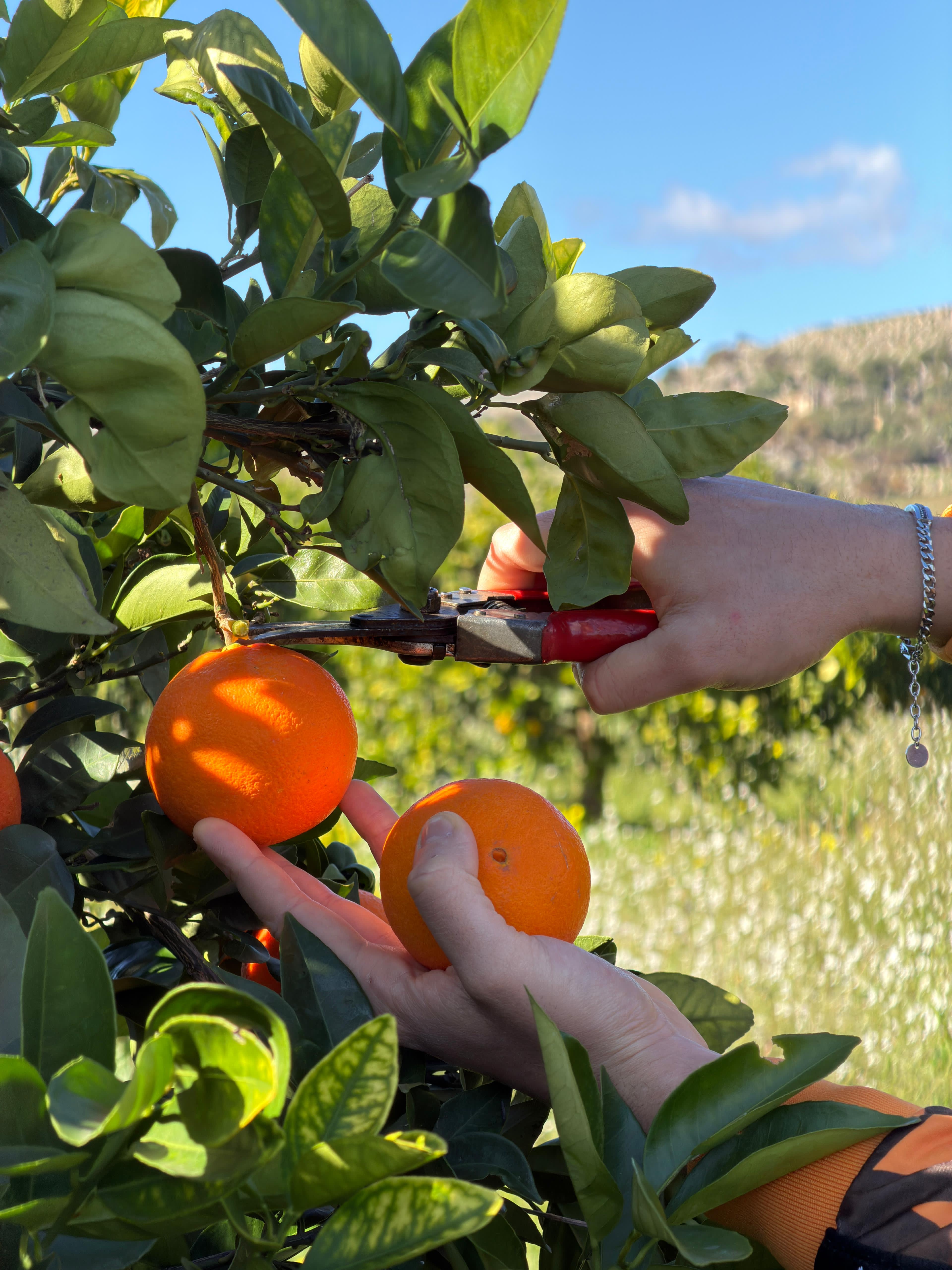 Arancia Novellino IGP