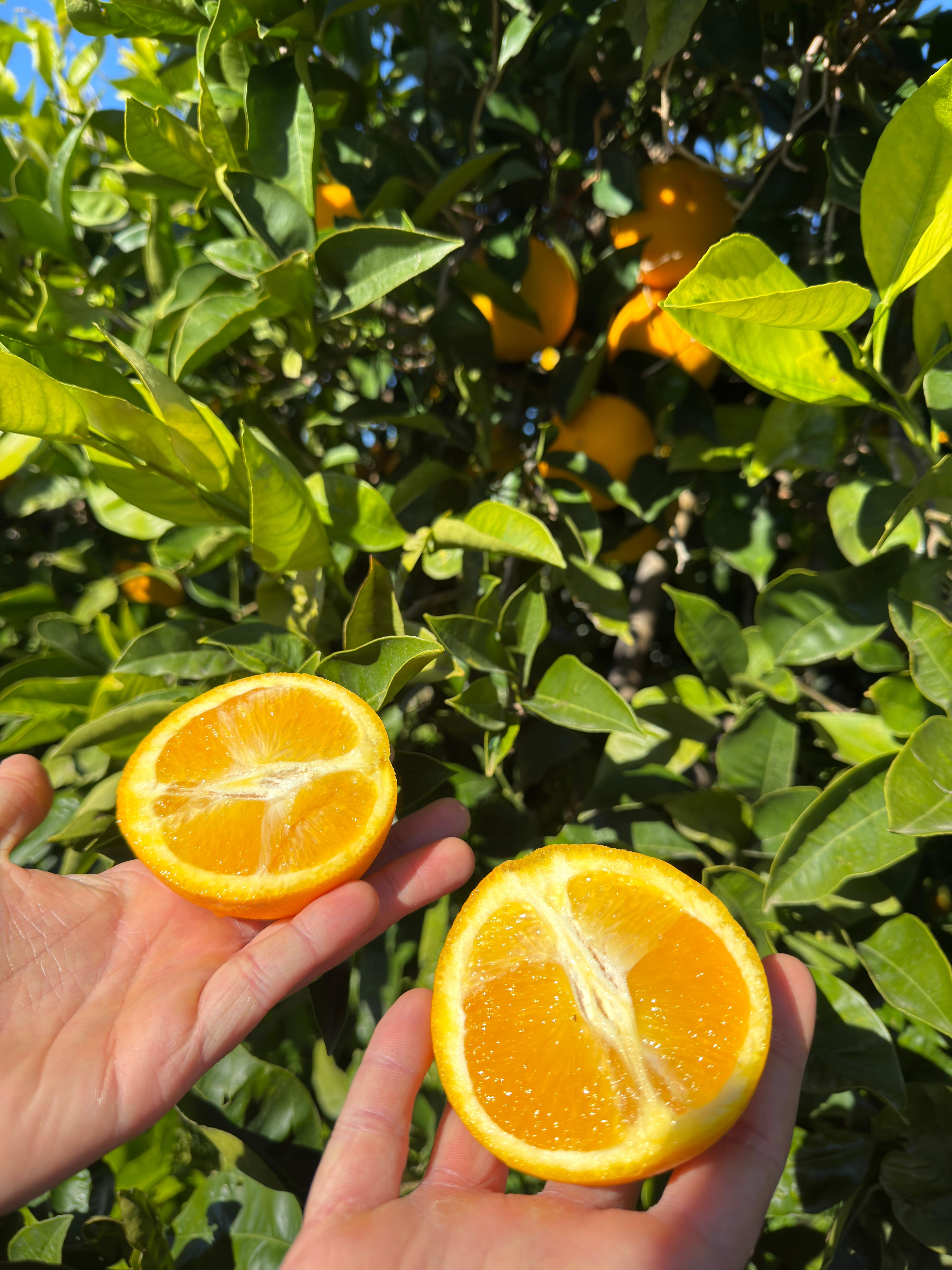 Arancia Novellino IGP