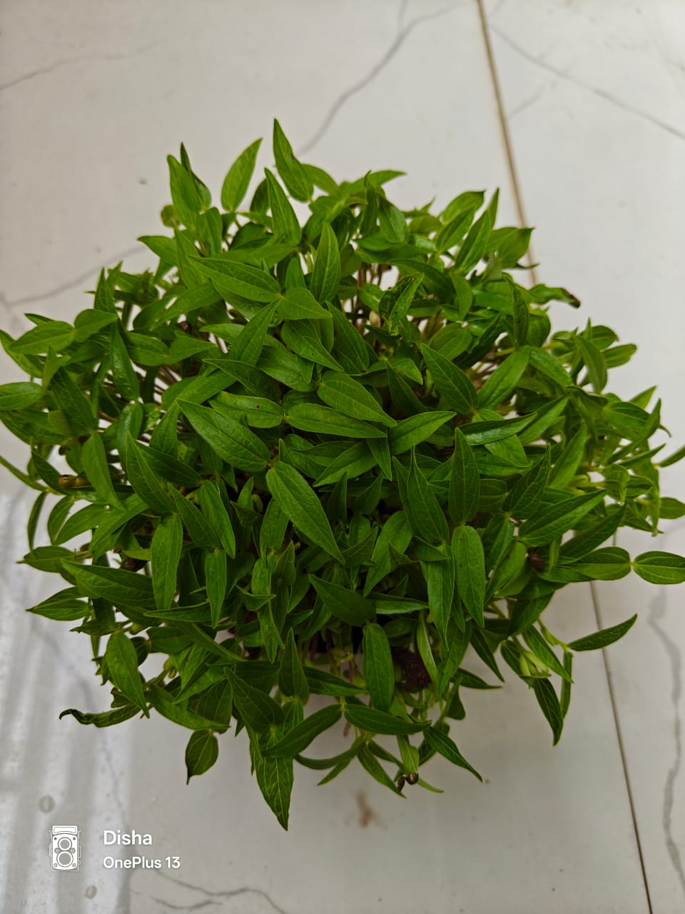 Mung Microgreens