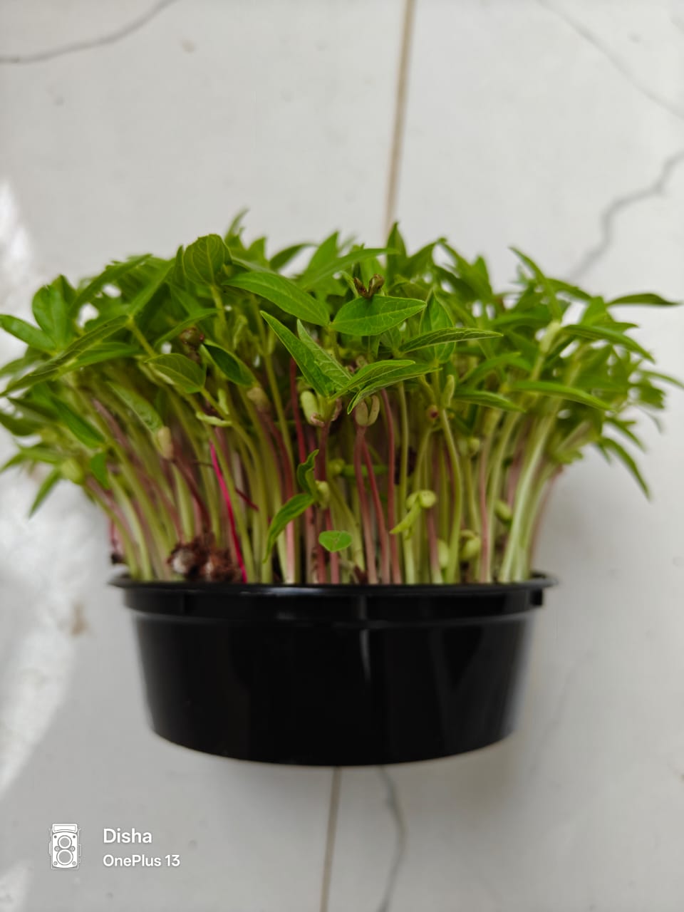 Mung Microgreens