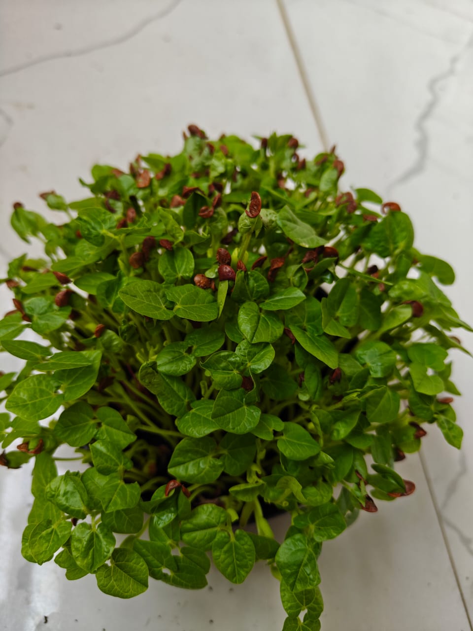 Horse gram Microgreens