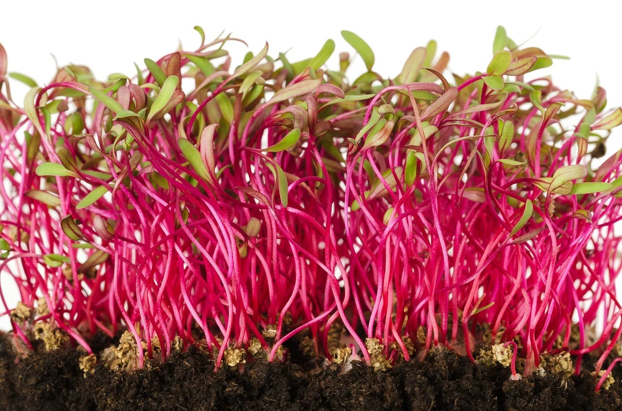 Beetroot Microgreen