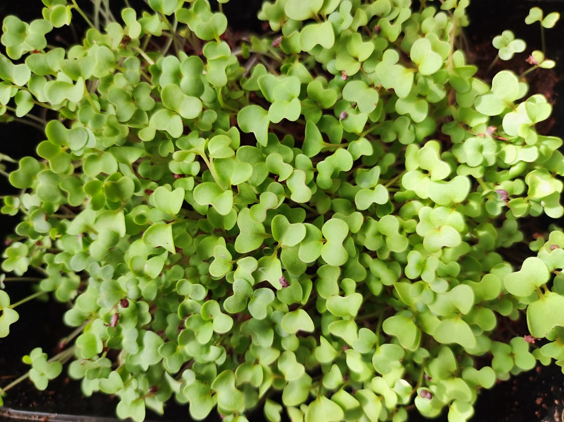 Mustard seeds Microgreens