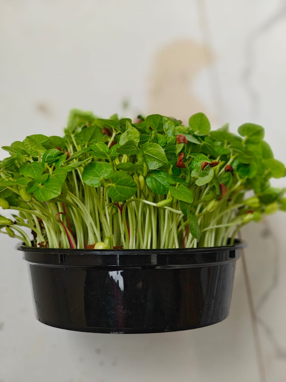 Horse gram Microgreens