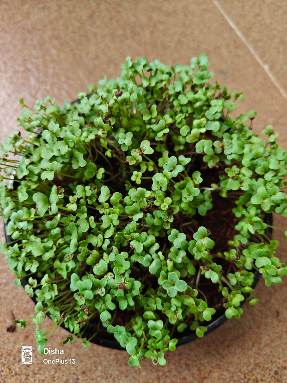 Mustard seeds Microgreens