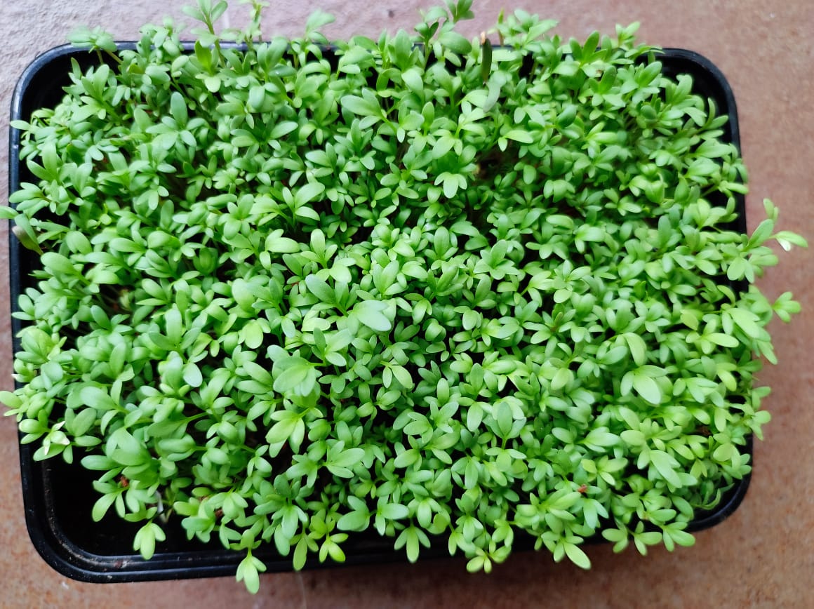 Flax seeds Microgreens