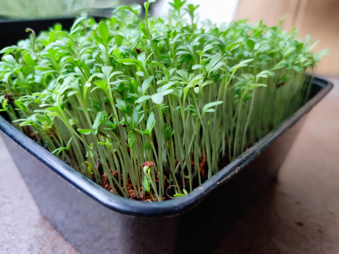 Flax seeds Microgreens