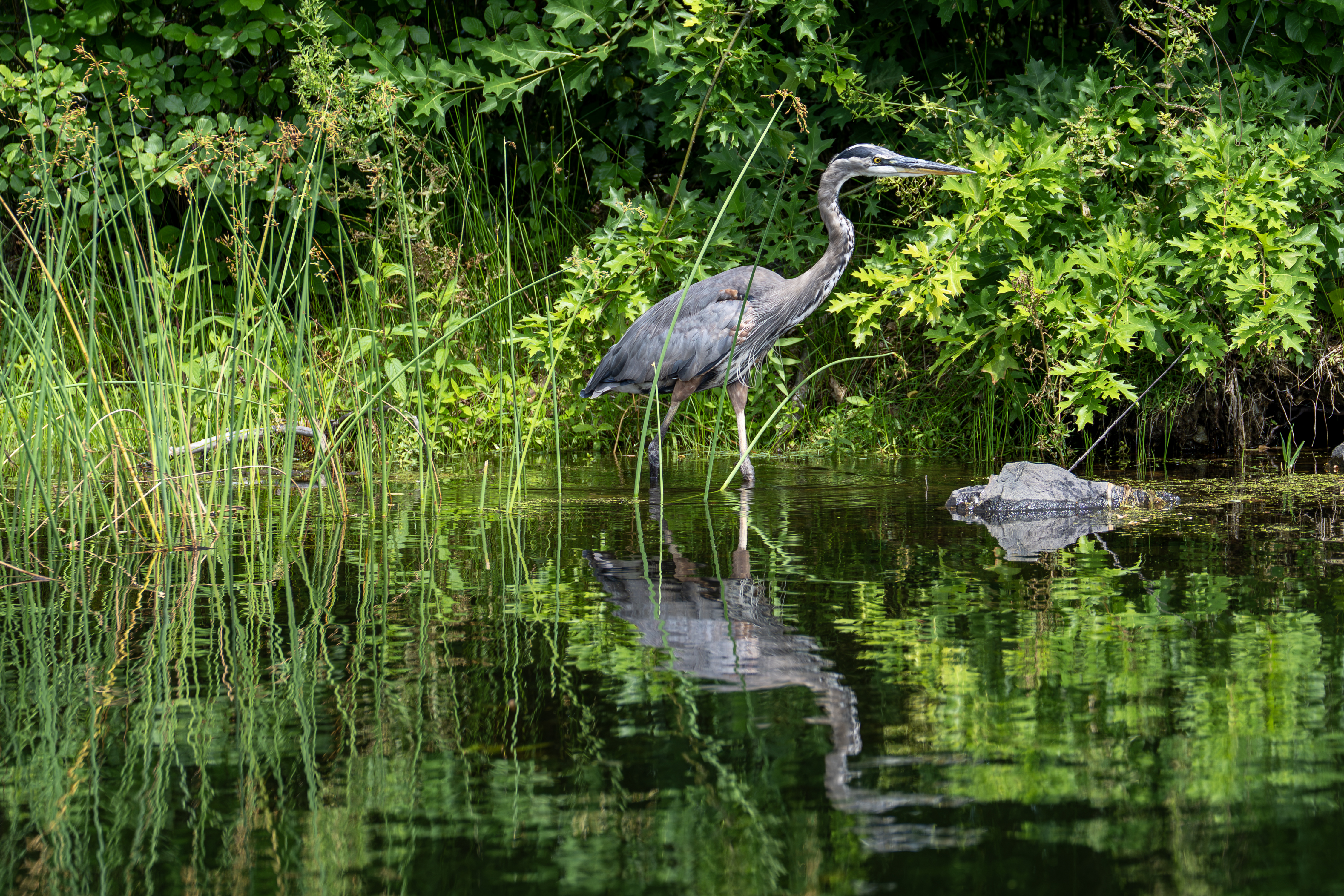 Great Blue Heron by the Water