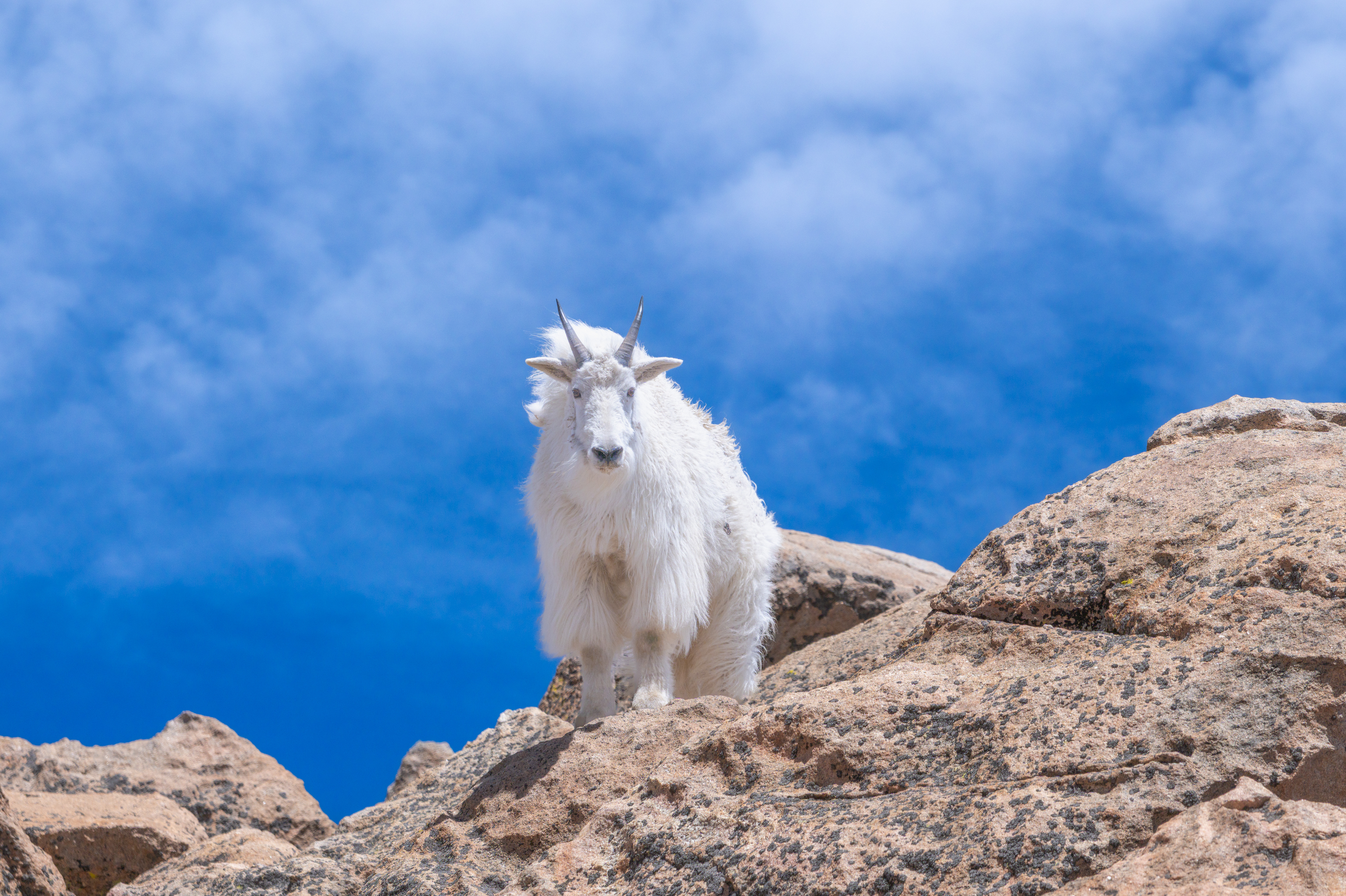 Mountain Goat High-Res Photo