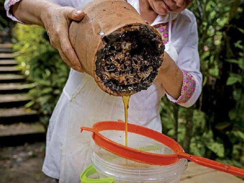 PUEBLO Y ABEJAS MAYAS