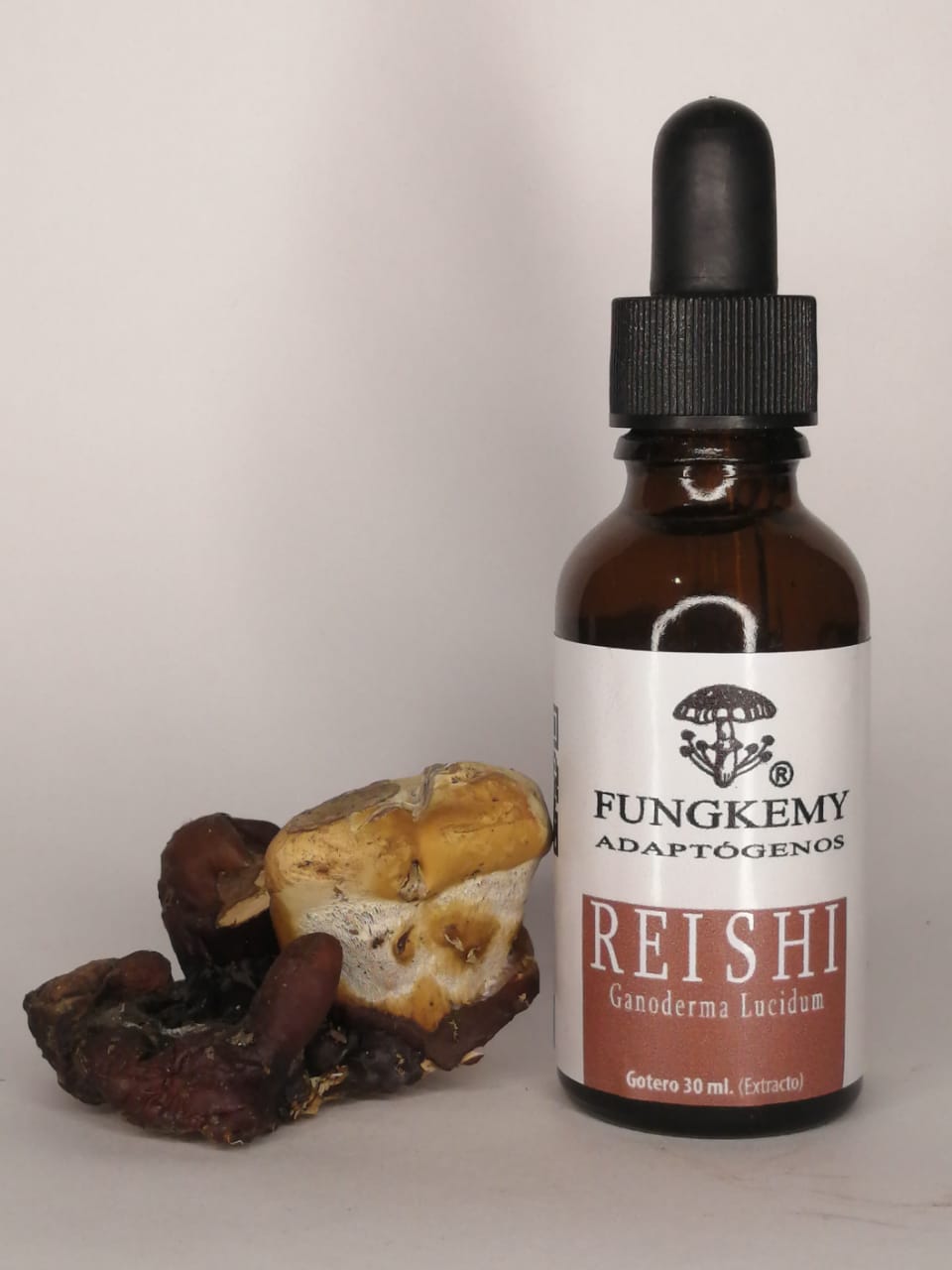 Reishi ganoderma lucidum 