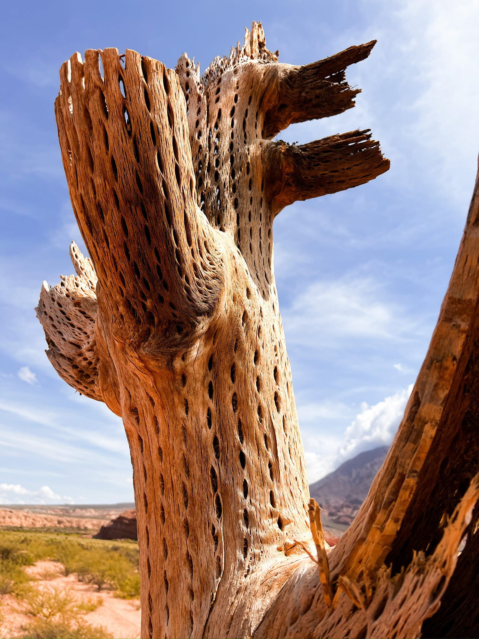 Desert Cactus Skeleton Art Print