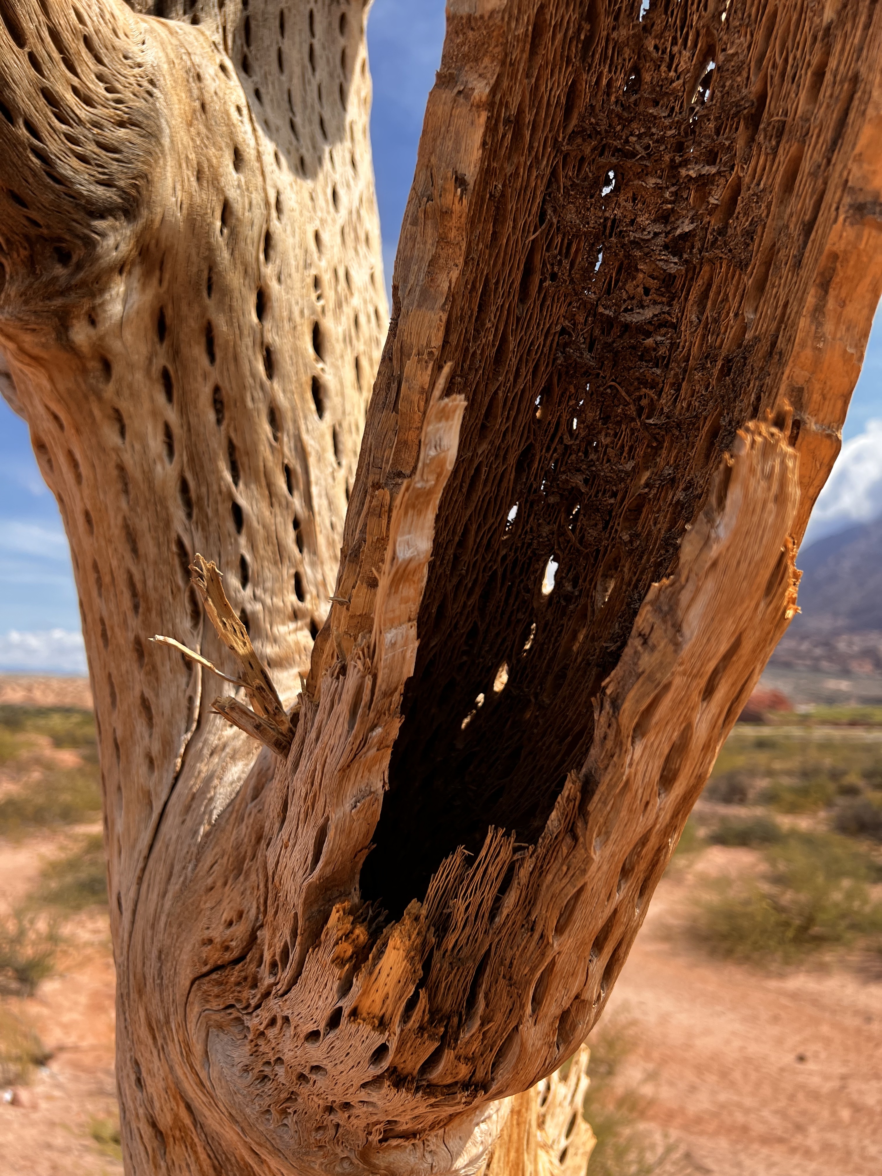 Desert Cactus Skeleton Art Print