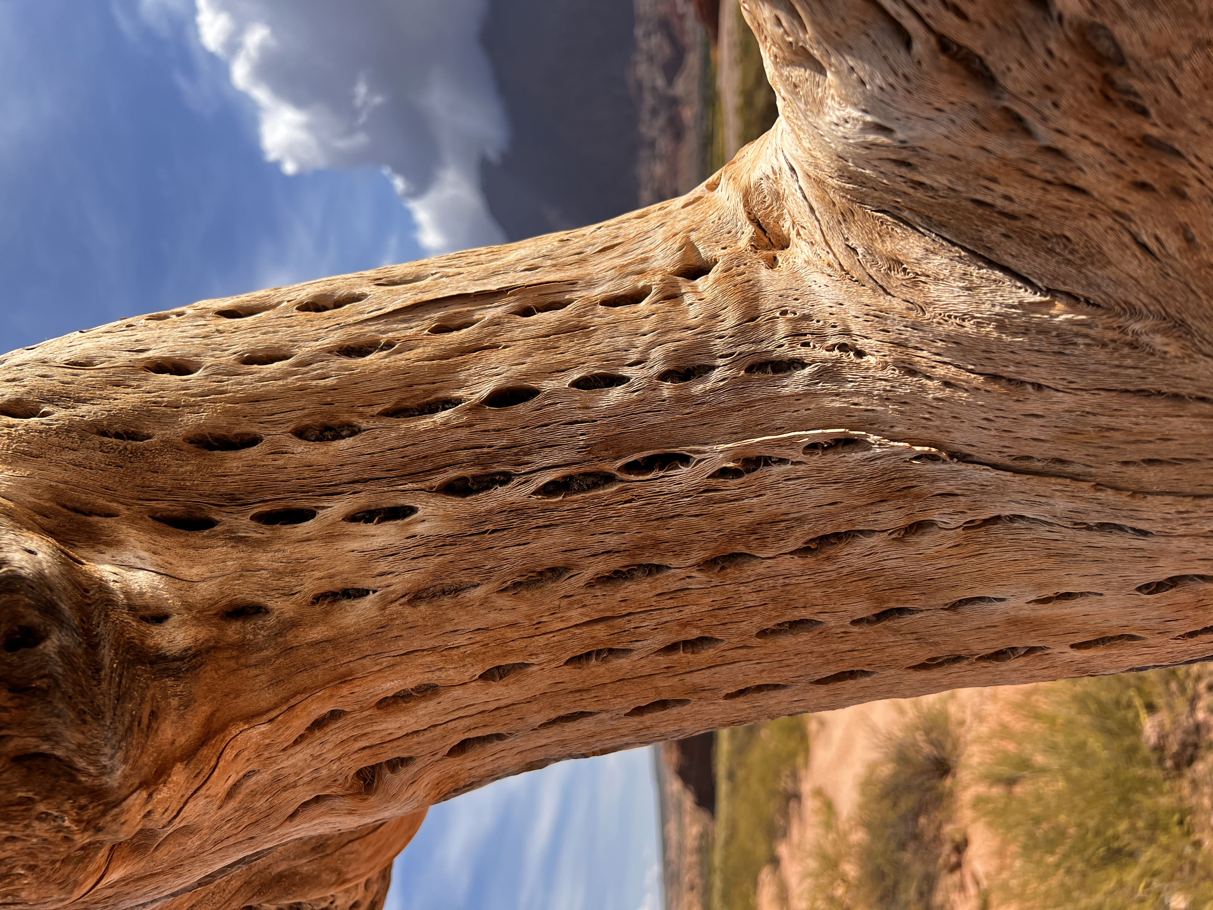 Desert Cactus Skeleton Art Print