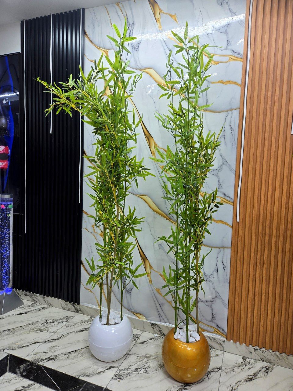 Decorative Bamboo Plants