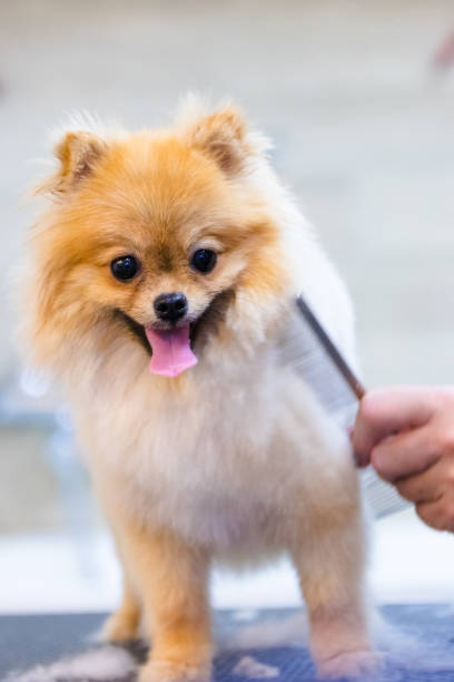 Toilettage Exception Sptitz