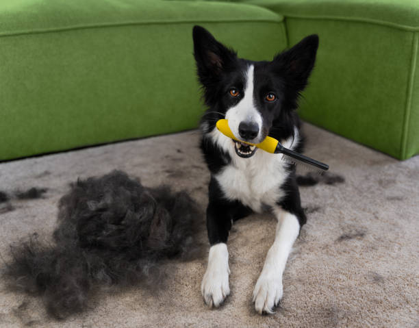 Toilettage grand chien