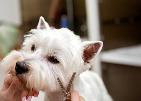 Rafraichissement de la tête