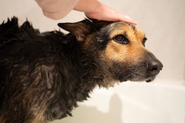Bain Grand chien