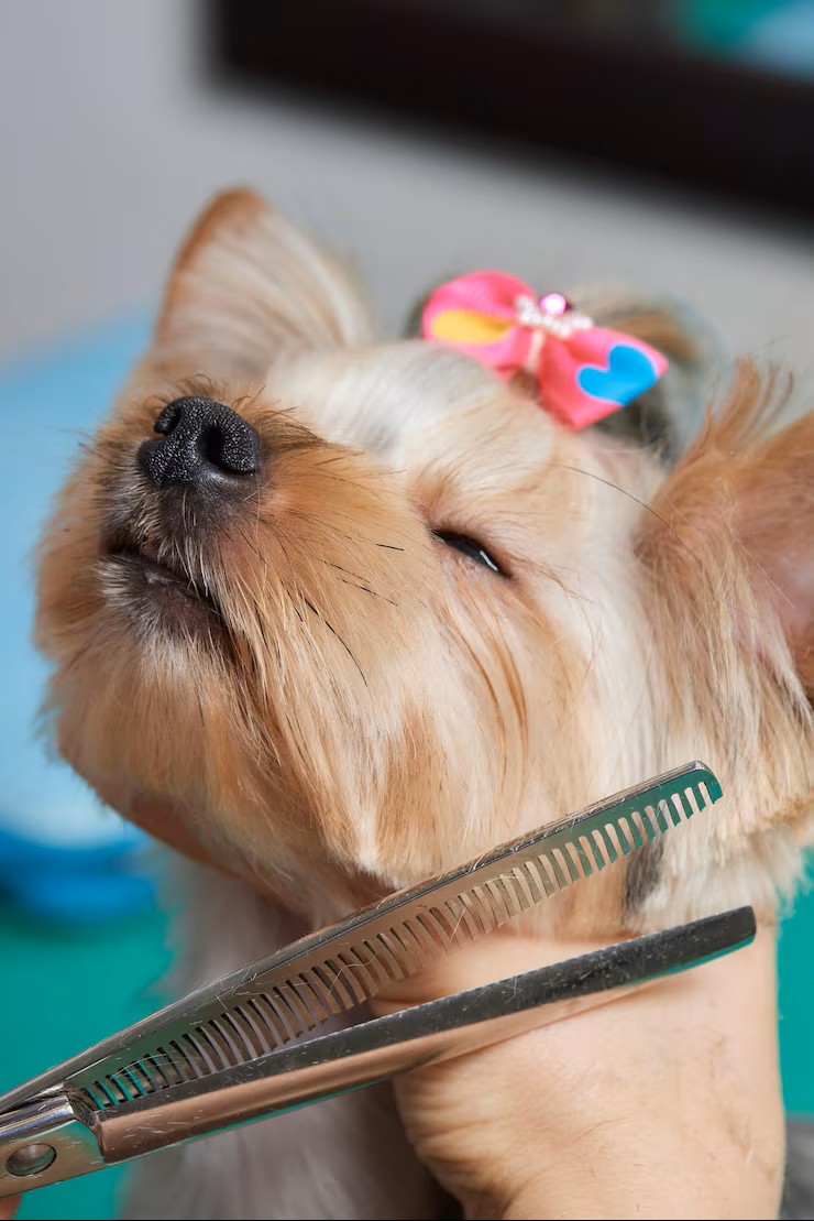 Toilettage Petit et moyen chien