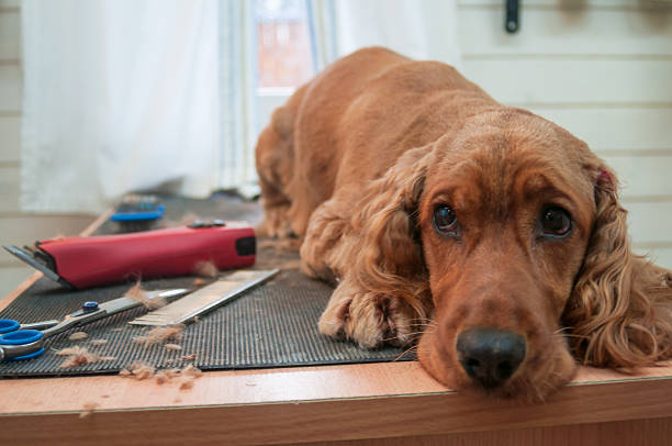 Toilettage Exception Cocker