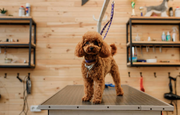Toilettage Petit et moyen chien