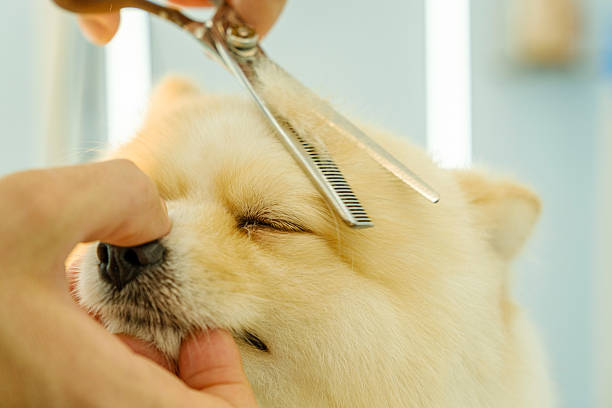 Toilettage Exception Sptitz