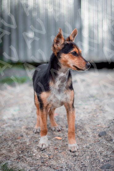 Street Dog 2