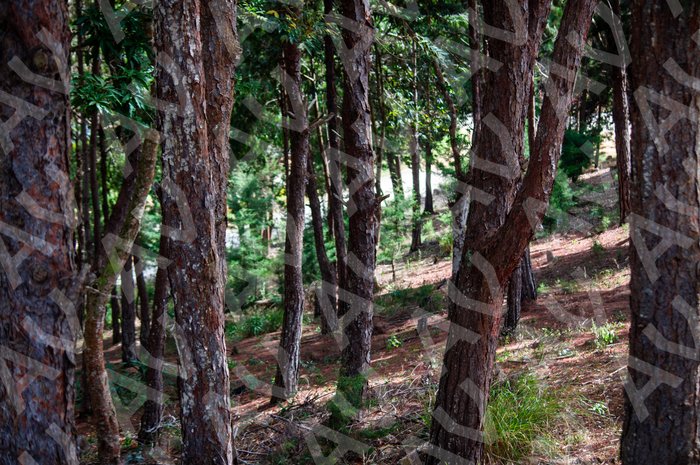 Zapatoca Forest
