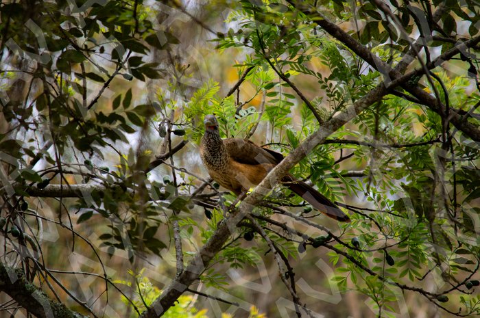 Ortalis Columbiana Motmot