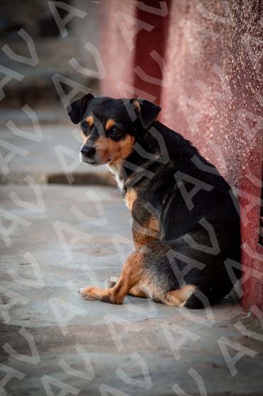 Street Dog 1