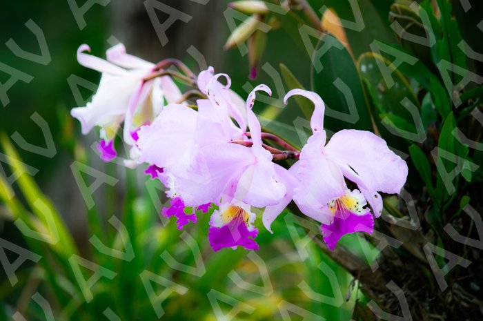 May Orchid