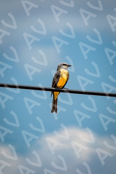 Western Kingbird on a Wire