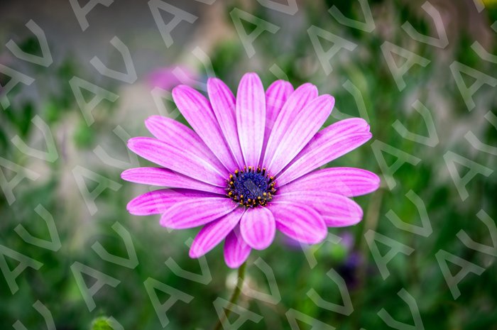 Purple Daisy
