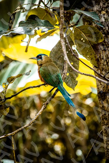Motmot Bird