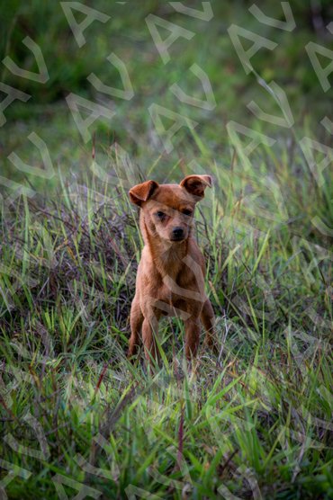 Field Dog 1