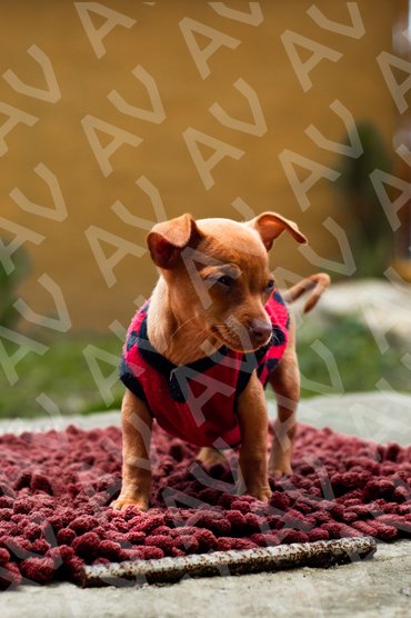 Cute Puppy 1