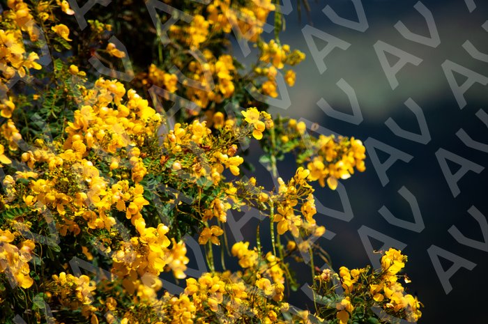 Yellow Leaves Tree