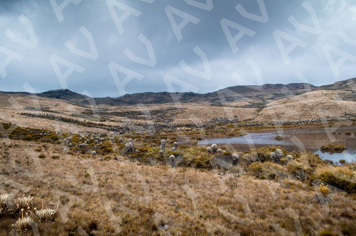 Paramo Landscape Boyacá